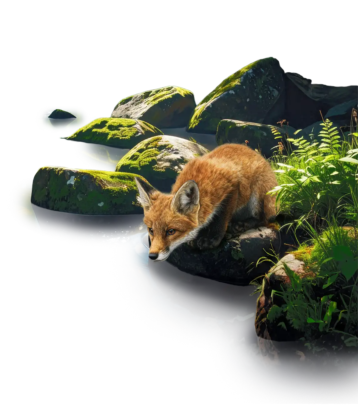 Fox near mossy rocks and water showing hidden dangers