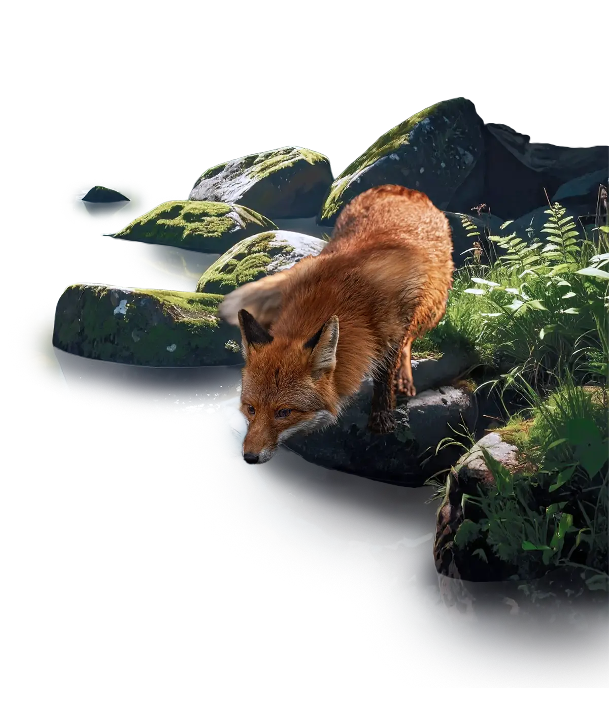 Fox drinking water near mossy rocks at the river edge